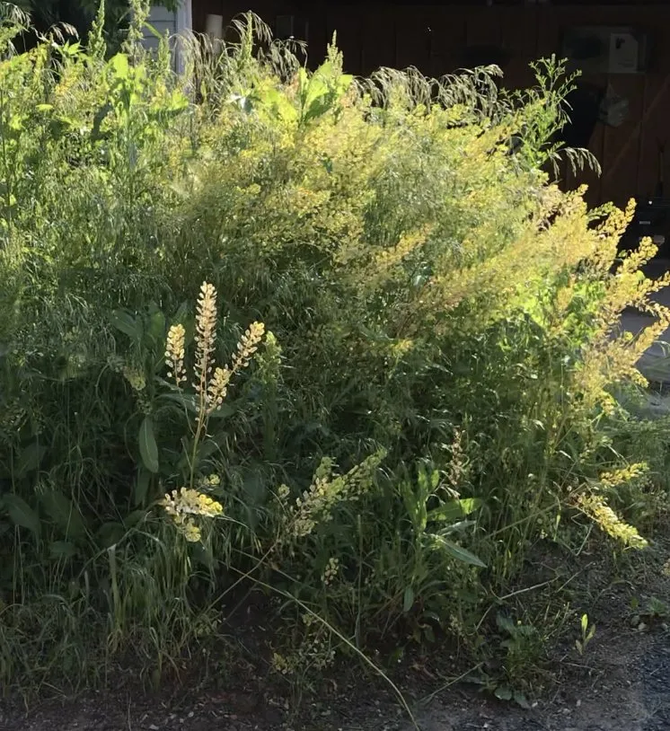 Local garden landscaping for homes across Chicago, IL - JCO Lawn Care Service