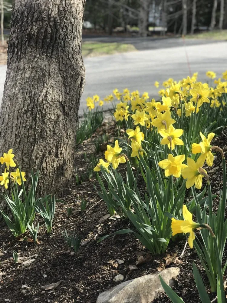 Custom yard maintenance in East Hampton, NY - JCP Landscaping