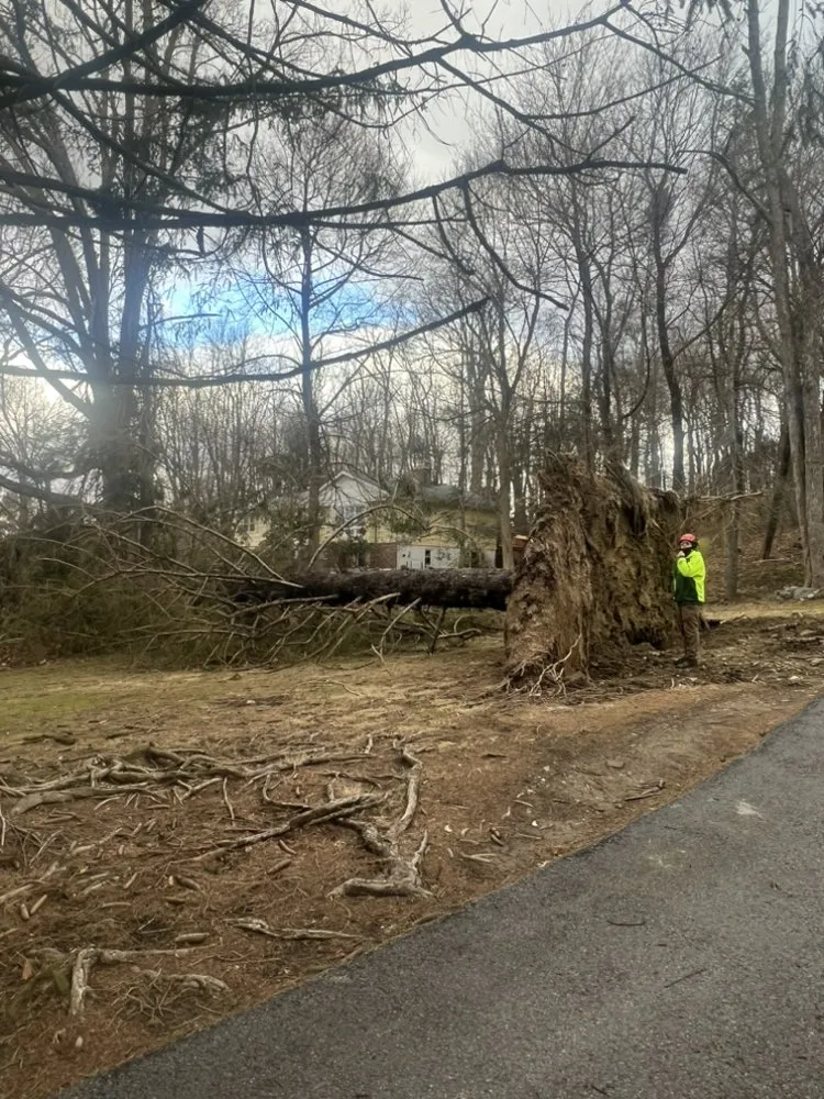 Custom yard maintenance in New York, NY - JCS Landscaping & Construction