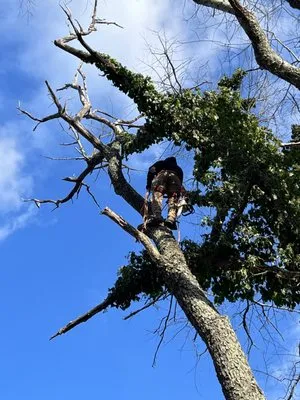 JCS Landscaping & Construction Logo