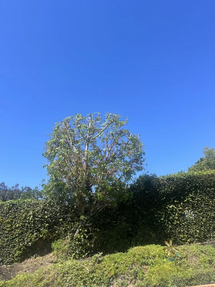 Affordable landscaping services in Santa Ana, CA - JC’s Landscaping And Tree Care