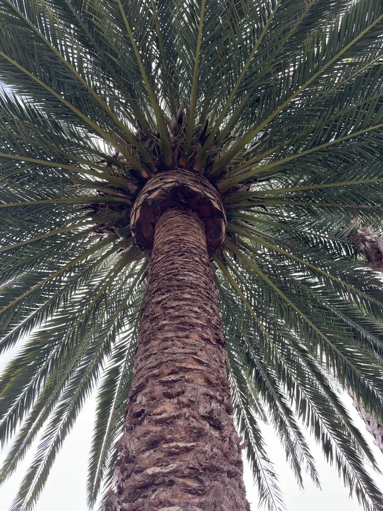 Expert lawn care service with custom design across Santa Ana, CA - JC’s Landscaping And Tree Care