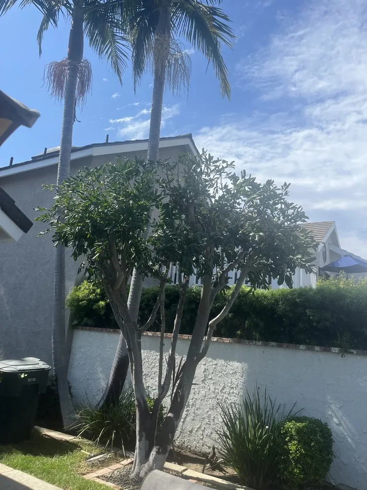 Top-rated outdoor landscaping for year-round maintenance in Santa Ana, CA by JC’s Landscaping And Tree Care