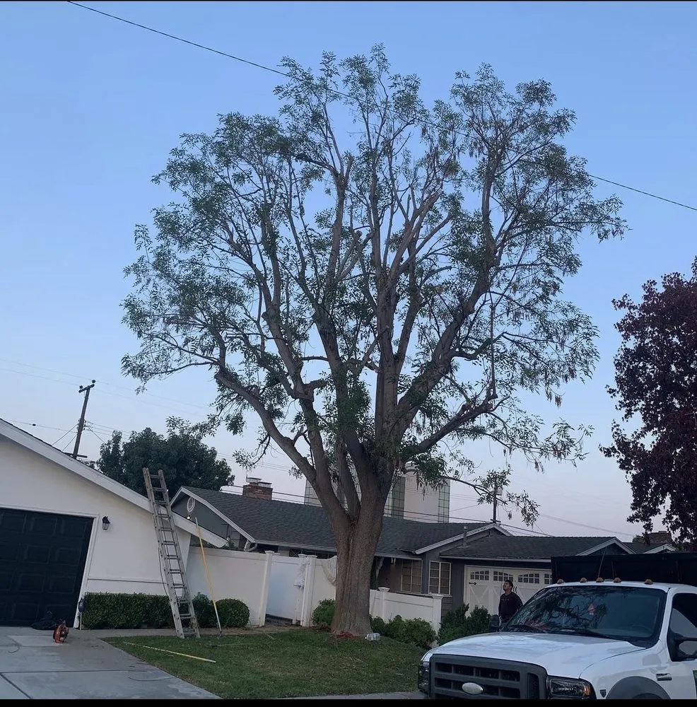 Local yard cleanup service experts serving Santa Ana, CA - JC’s Landscaping And Tree Care