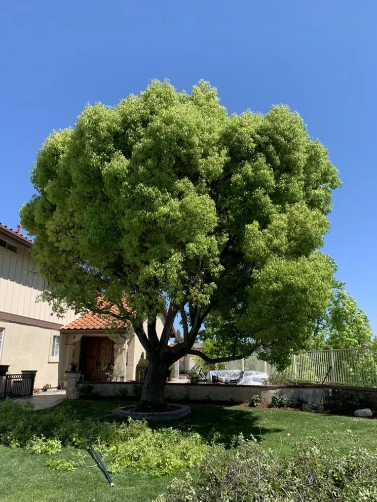 Professional lawn mowing service for year-round maintenance across Santa Ana, CA - JC’s Landscaping And Tree Care