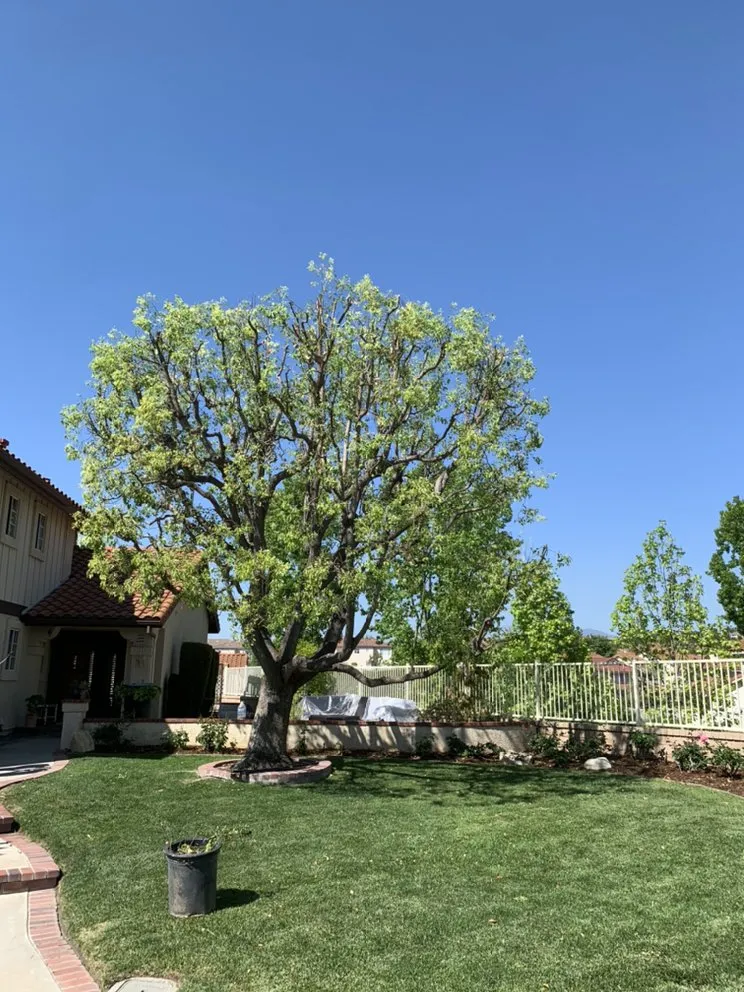 Reliable landscape design with custom design in Santa Ana, CA by JC’s Landscaping And Tree Care