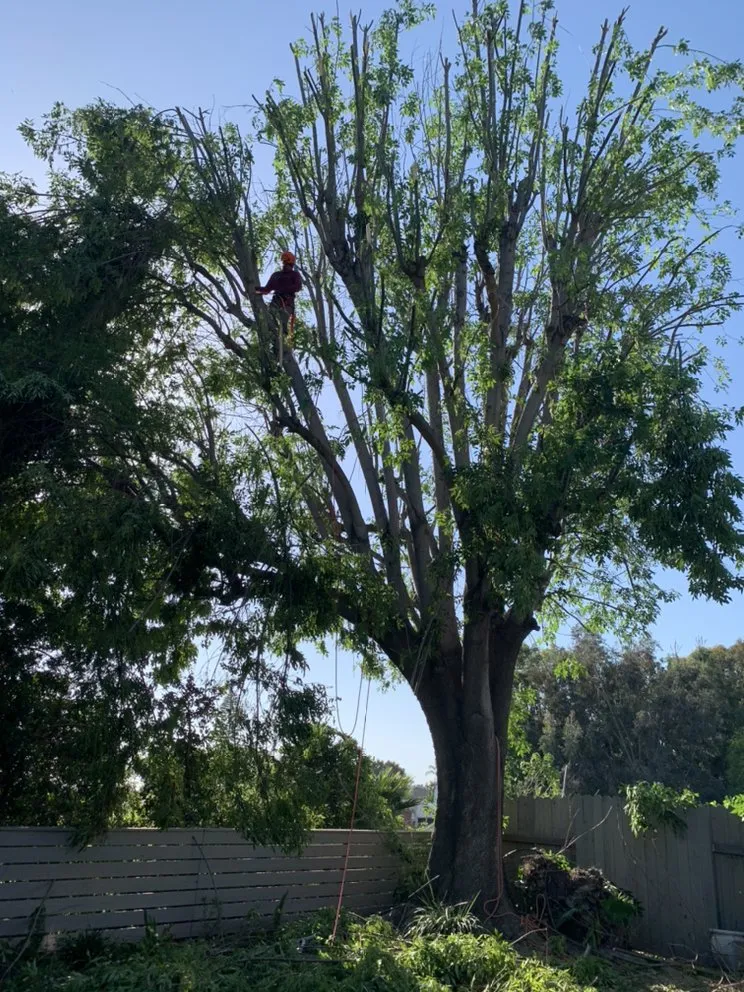 Custom yard maintenance for homes in Santa Ana, CA by JC’s Landscaping And Tree Care