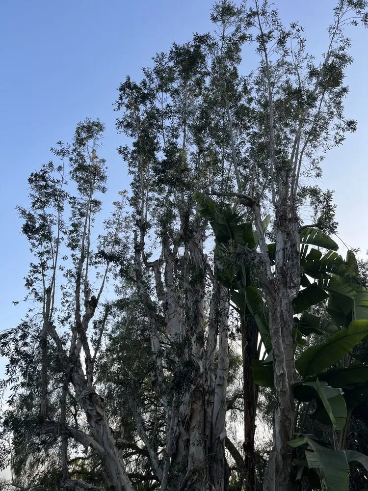 Affordable landscape installation experts serving Santa Ana, CA - JC’s Landscaping And Tree Care