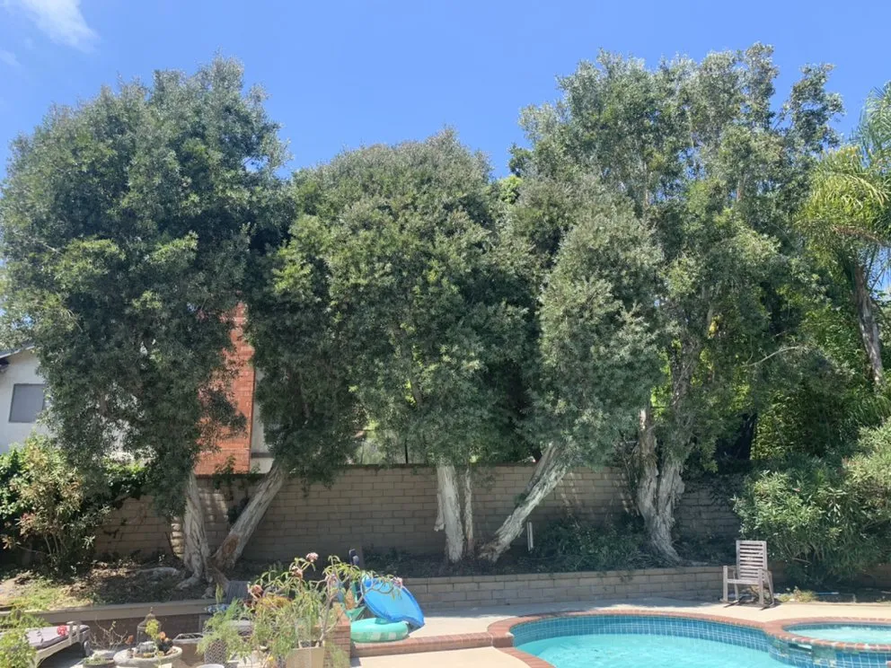 Reliable lawn care service in Santa Ana, CA by JC’s Landscaping And Tree Care