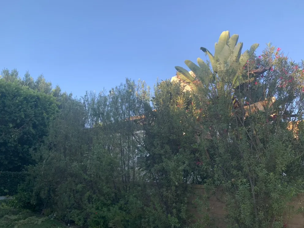 Custom lawn mowing service in Santa Ana, CA by JC’s Landscaping And Tree Care