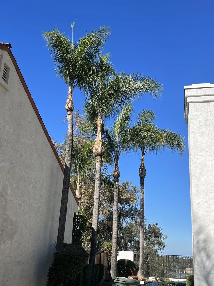 Trusted yard maintenance with custom design in Santa Ana, CA by JC’s Landscaping And Tree Care