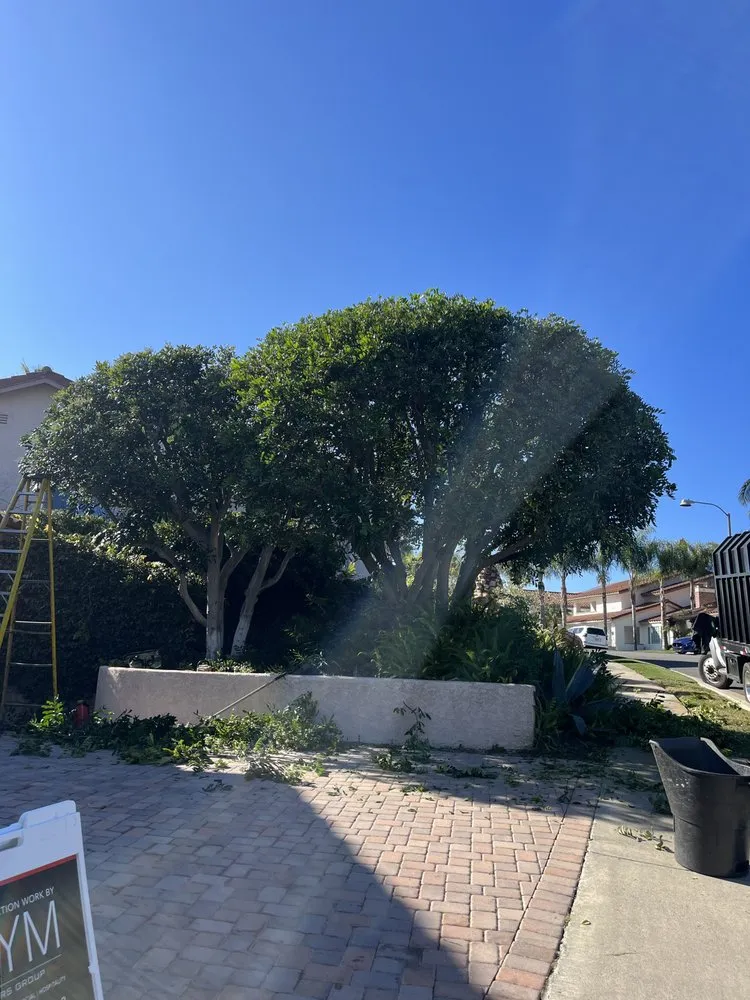Affordable outdoor landscaping for year-round maintenance in Santa Ana, CA by JC’s Landscaping And Tree Care