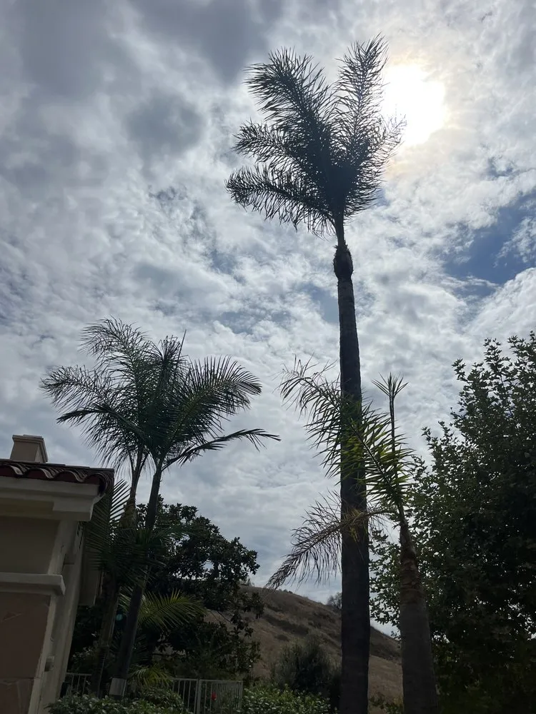 Local yard cleanup service for homes in Santa Ana, CA by JC’s Landscaping And Tree Care