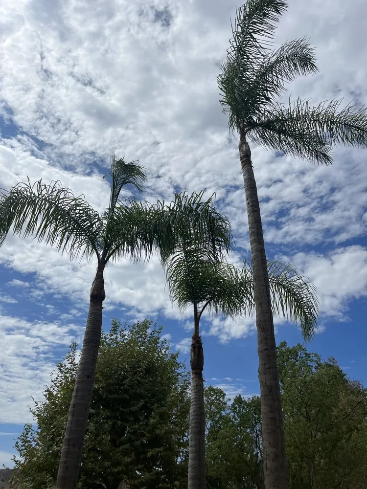 Professional lawn mowing service for residential properties across Santa Ana, CA - JC’s Landscaping And Tree Care