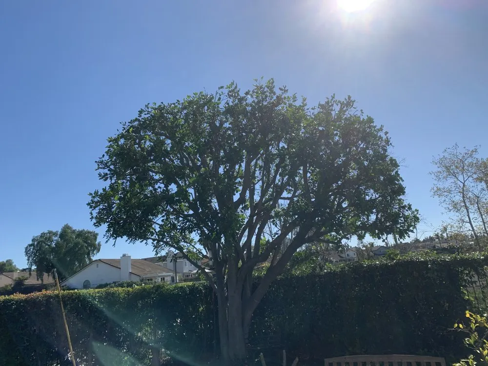 Affordable landscape installation in Santa Ana, CA - JC’s Landscaping And Tree Care