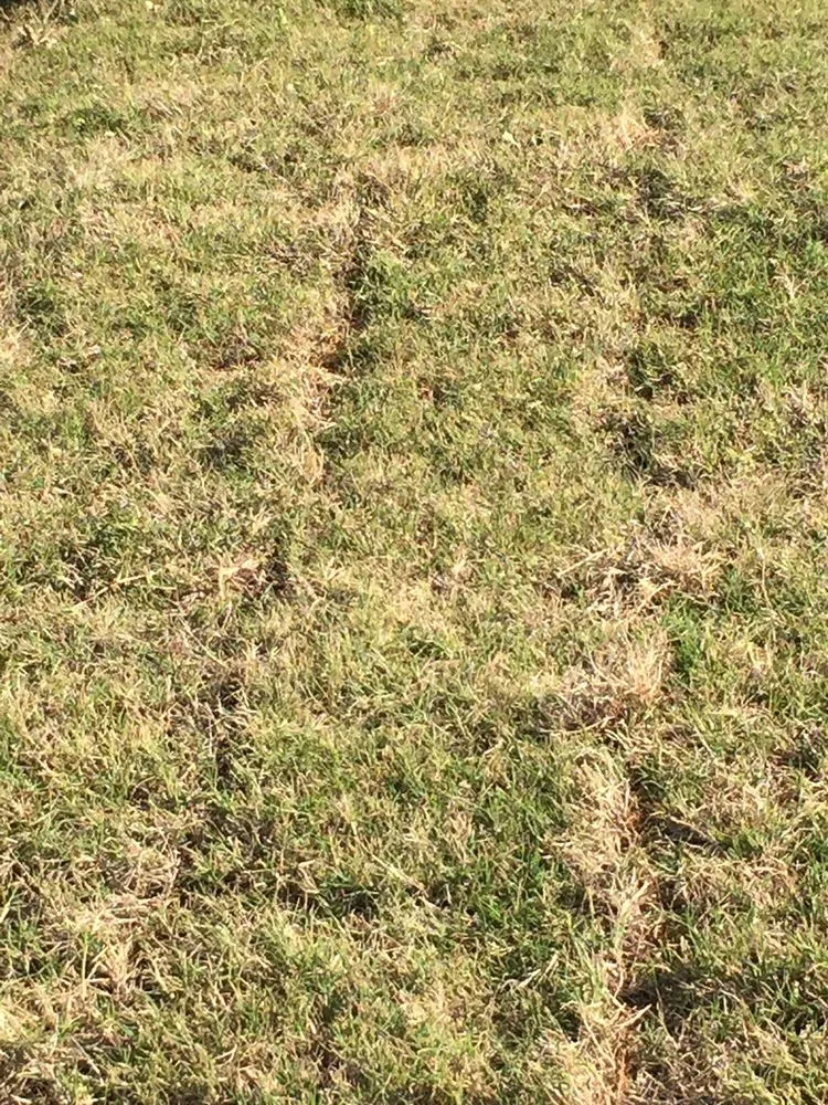 Affordable outdoor landscaping experts serving Frisco, TX - JC's Landscaping