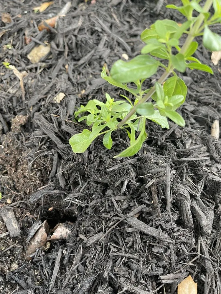 Top-rated landscape design in Frisco, TX - JC's Landscaping