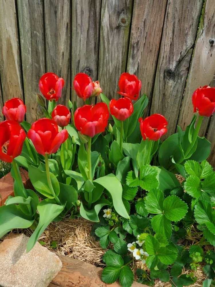 Affordable residential landscaping in Lanham, MD - JC's Landscaping