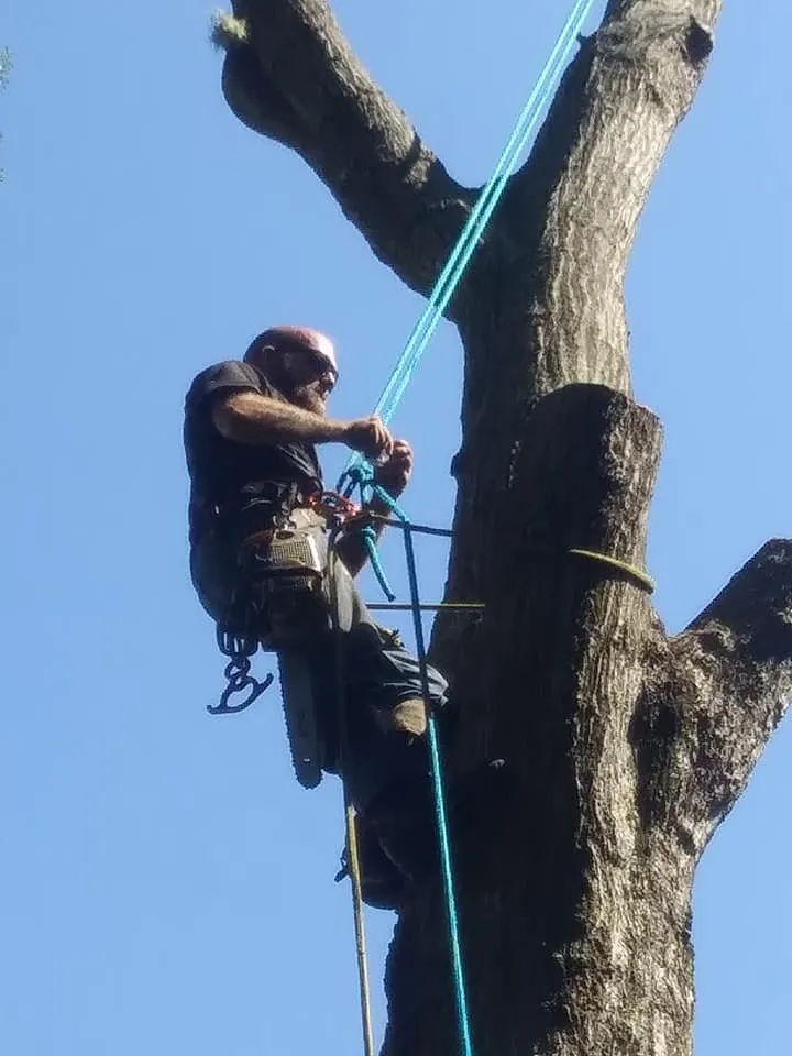 Professional residential landscaping in Welaka, FL by Jc's Lawn & Tree Service