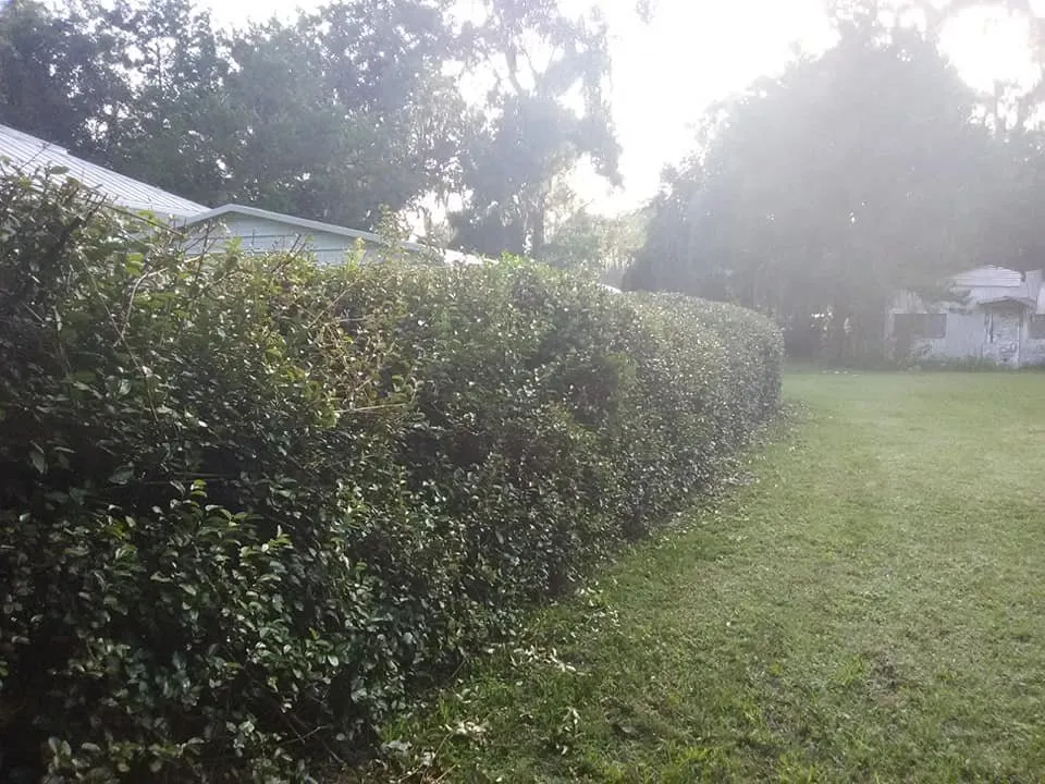 Reliable yard cleanup service in Welaka, FL by Jc's Lawn & Tree Service