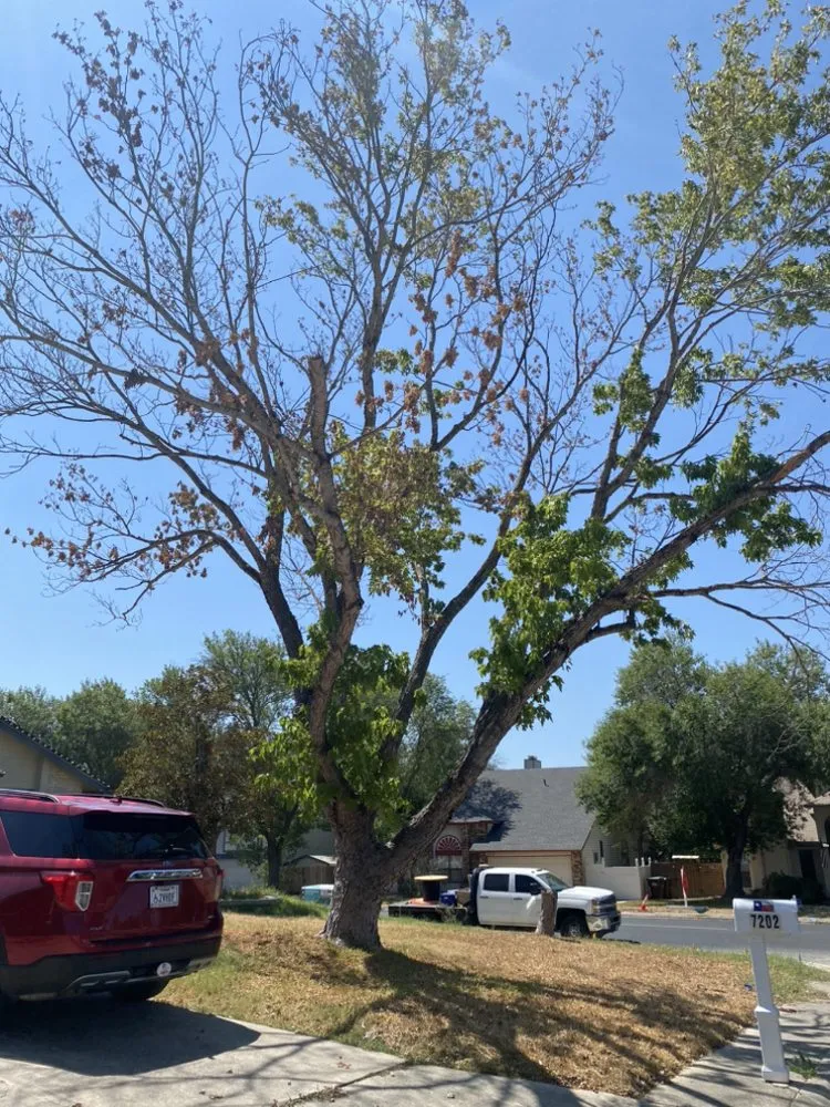 Custom lawn care service in Universal City, TX by JC’s Lawn and Home Services