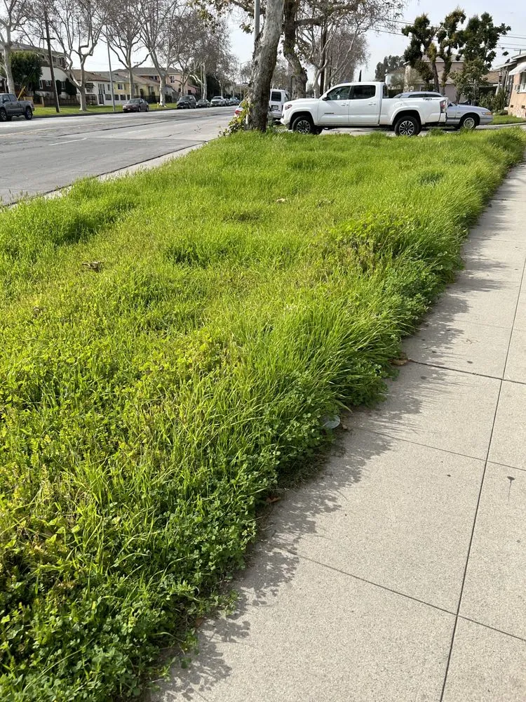 Local landscaping services for year-round maintenance in Pico Rivera, CA by JC’s Maintenance