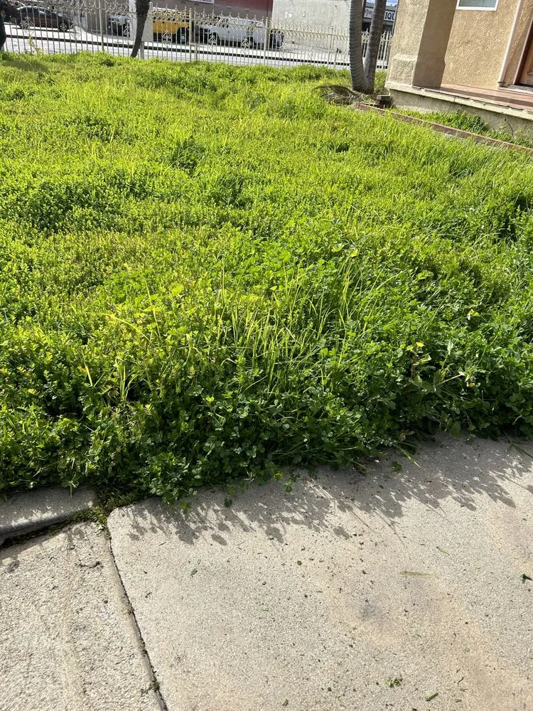 Expert landscape installation in Pico Rivera, CA - JC’s Maintenance