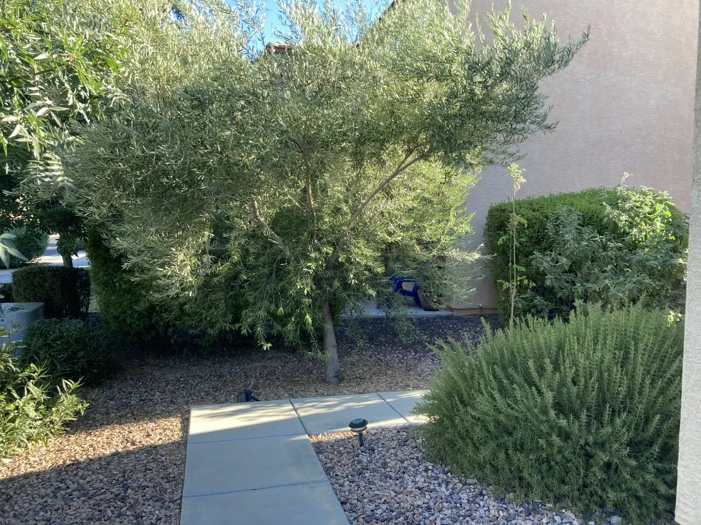 Reliable lawn care service in Gilbert, AZ - JC’s Tree Removal & Stump Grinding