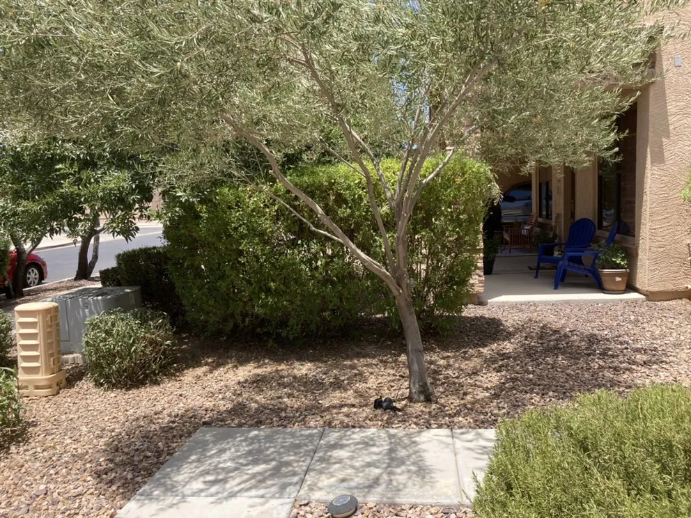 Local residential landscaping experts serving Gilbert, AZ - JC’s Tree Removal & Stump Grinding