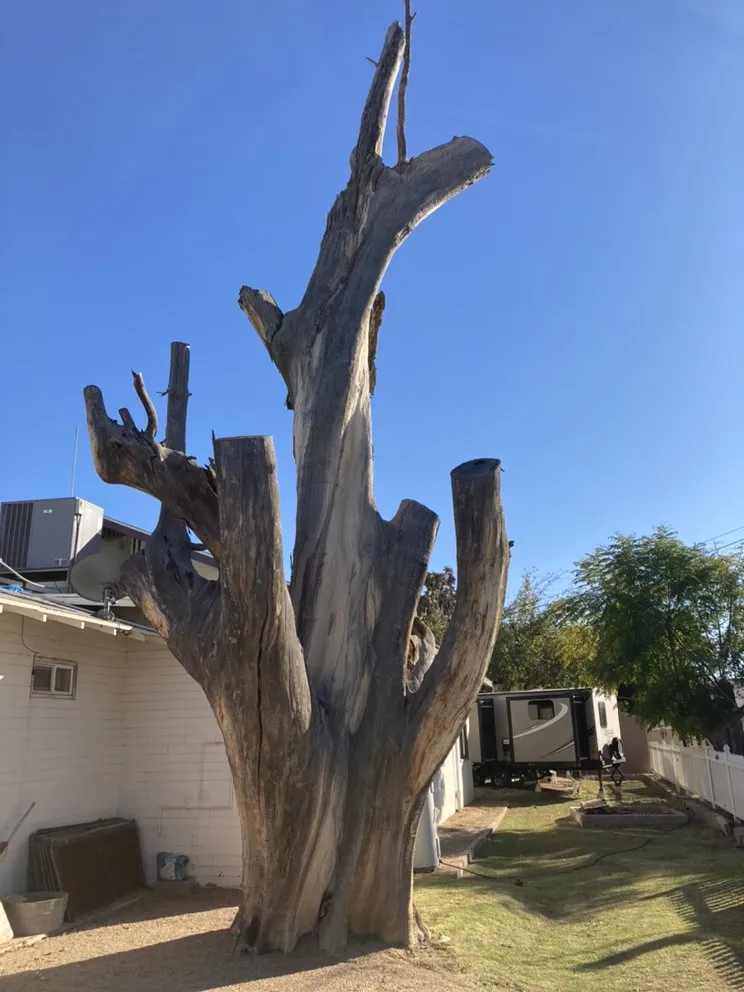 Local residential landscaping in Gilbert, AZ - JC’s Tree Removal & Stump Grinding