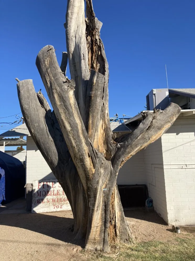 Reliable garden landscaping for year-round maintenance in Gilbert, AZ by JC’s Tree Removal & Stump Grinding