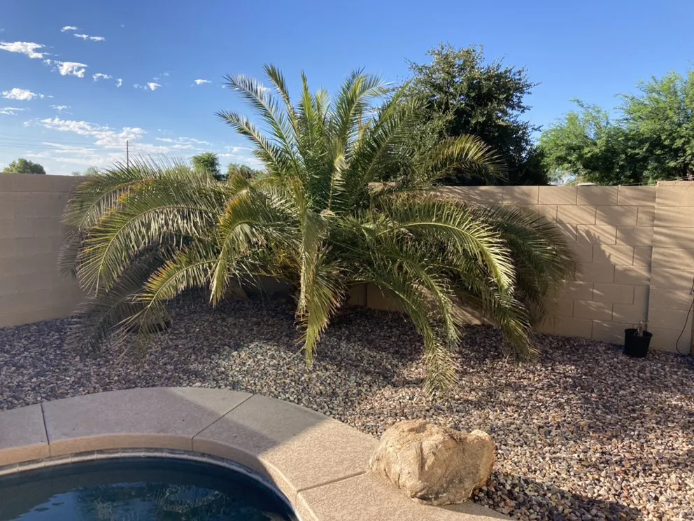 Expert landscaping services in Gilbert, AZ - JC’s Tree Removal & Stump Grinding