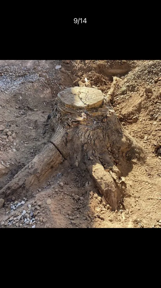 Reliable outdoor landscaping in Gilbert, AZ by JC’s Tree Removal & Stump Grinding