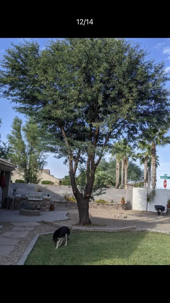 Professional lawn mowing service in Gilbert, AZ by JC’s Tree Removal & Stump Grinding
