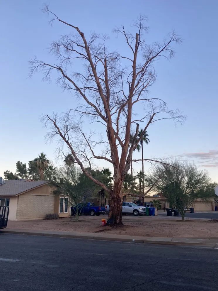 Affordable yard cleanup service for residential properties in Gilbert, AZ by JC’s Tree Removal & Stump Grinding