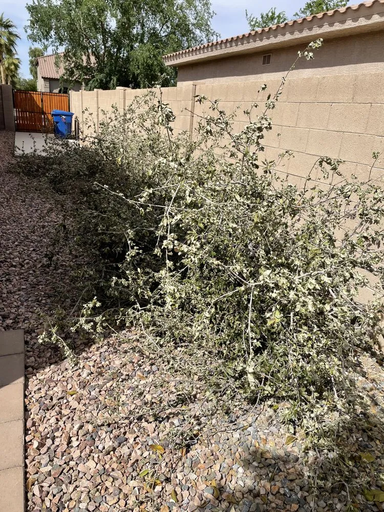 Affordable garden landscaping in Gilbert, AZ by JC’s Tree Removal & Stump Grinding