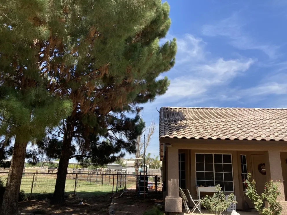 Professional landscaping services in Gilbert, AZ - JC’s Tree Removal & Stump Grinding