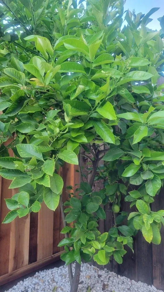 Custom landscaping services in San Jose, CA by JCSP Gardening Services