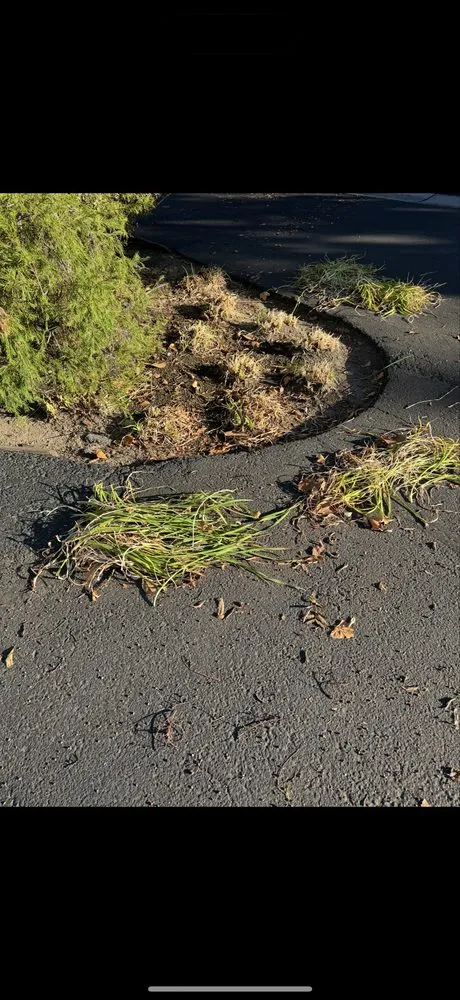 Expert lawn care service in San Jose, CA by JCT Landscaping