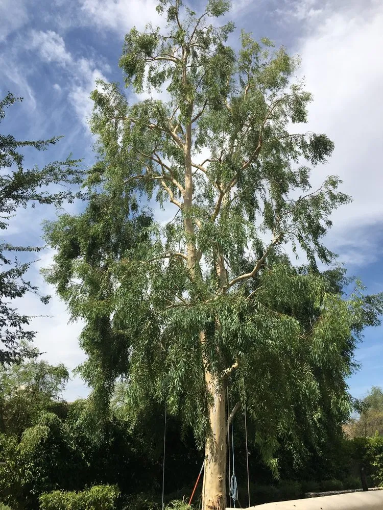 Trusted yard cleanup service for beautiful yards across Scottsdale, AZ - Jcz Landscaping