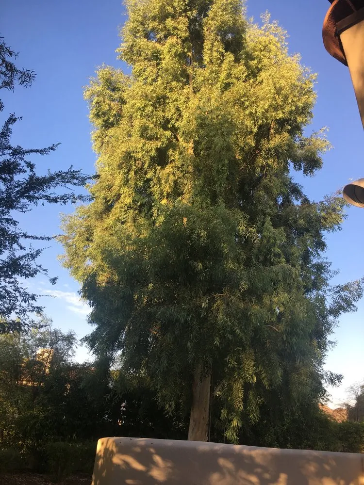 Local yard maintenance for outdoor upgrades across Scottsdale, AZ - Jcz Landscaping