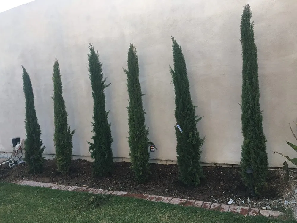 Local yard maintenance in Scottsdale, AZ - Jcz Landscaping