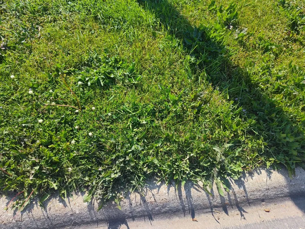 Expert lawn mowing service in Waukegan, IL by JD & C Big Services