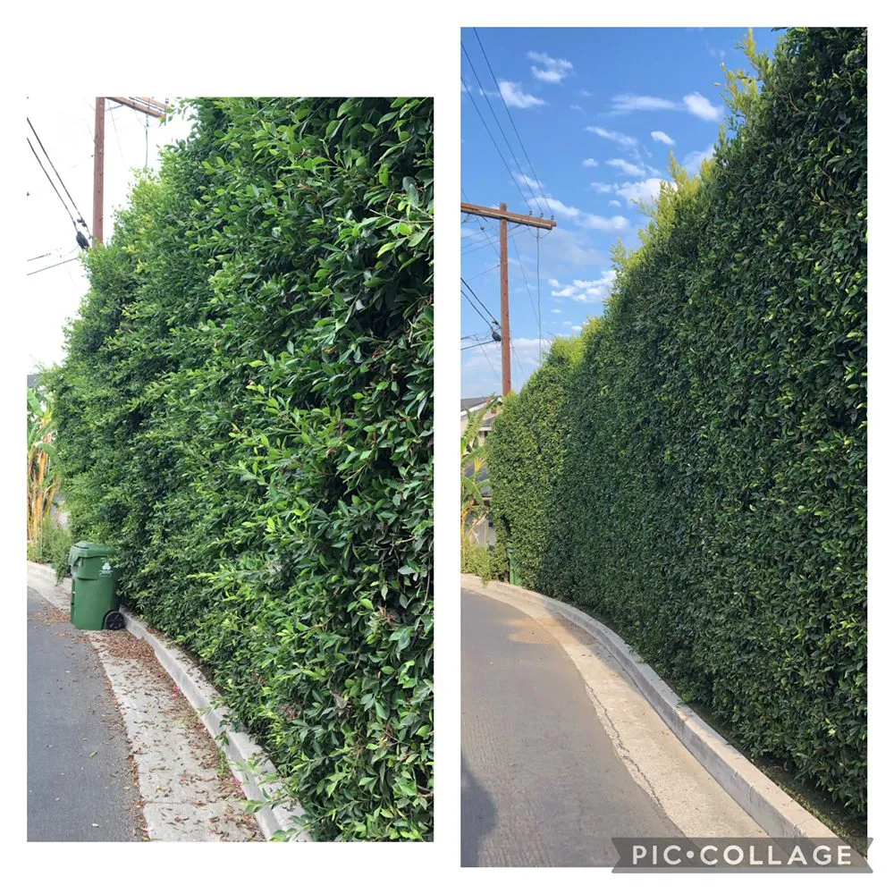 Professional yard maintenance near you in Los Angeles, CA by JD gardening & tree service