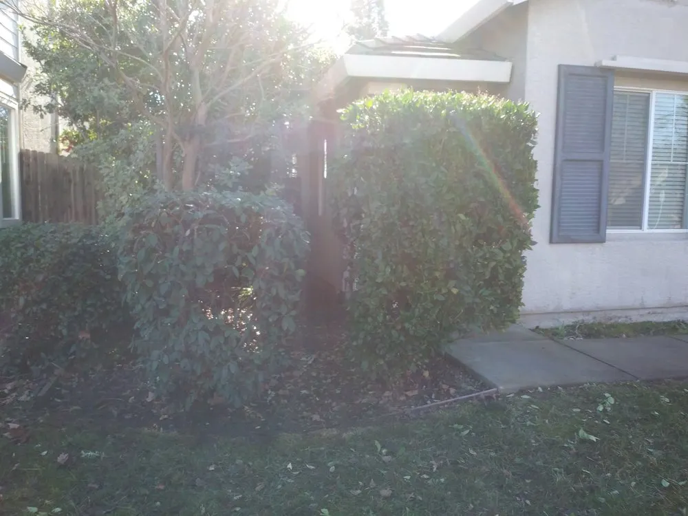 Professional yard cleanup service in West Sacramento, CA by JD Landscaping Services