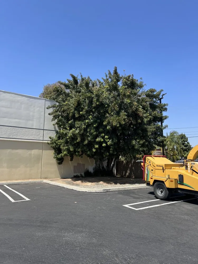 Expert yard cleanup service for year-round maintenance in Perris, CA by JD Maintenance & Landscaping