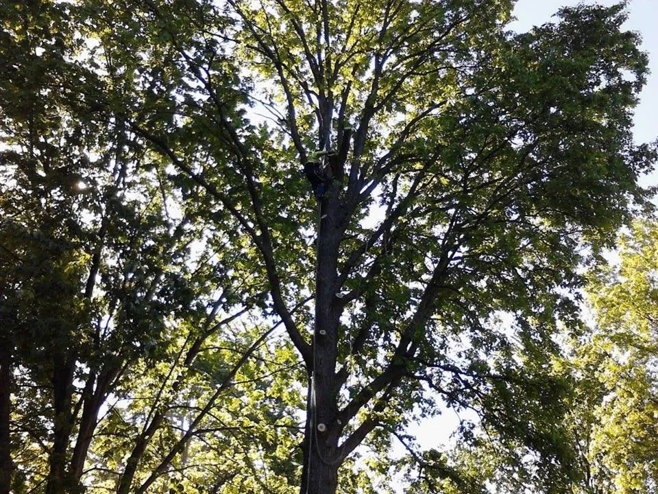 Local landscape installation near you in Madison, OH by JD Orion Tree Service