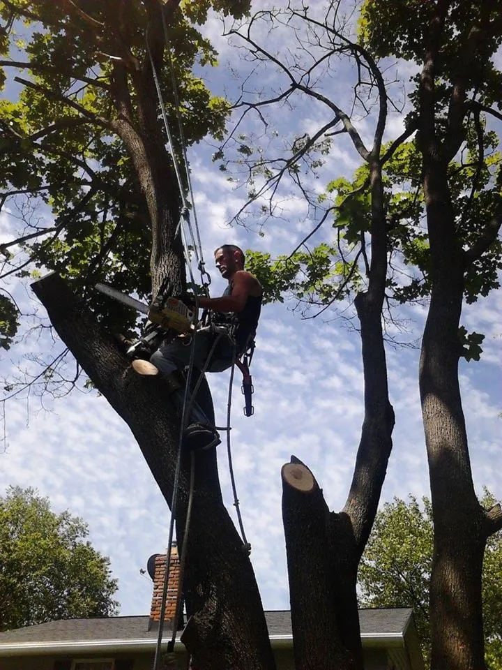 Professional landscape installation in Madison, OH - JD Orion Tree Service