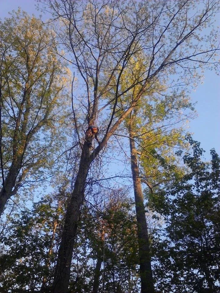 Top-rated yard maintenance in Madison, OH - JD Orion Tree Service