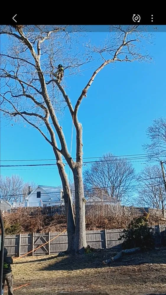 Affordable yard cleanup service experts serving Lynn, MA - JD Pruning Tree Service & Landscaping
